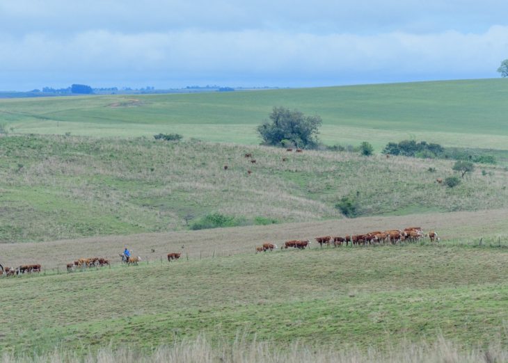 Projeto de produção sustentável no Bioma Pampa é finalista do GRI Awards 2025